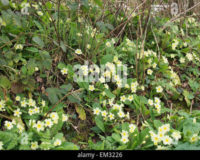 Eine Masse von wilden Primeln wächst auf einem alten Bahndamm in der Nähe von Reepham, Norfolk. Stockfoto