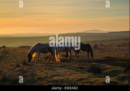Moorland Ponys grasen im warmen Abendlicht auf Bodmin Moor Stockfoto