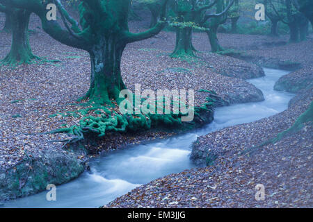 Otzarreta Buchenholz und Fluss. Gorbeia Naturpark. Biskaya, Baskisches Land, Spanien. Europa. Stockfoto