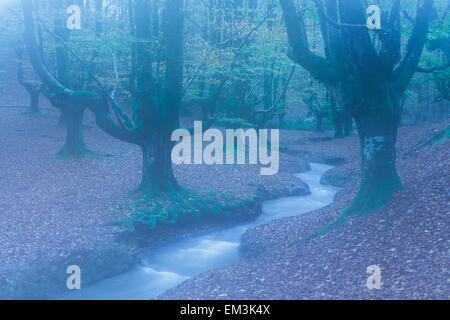 Otzarreta Buchenholz und Fluss. Gorbeia Naturpark. Biskaya, Baskisches Land, Spanien. Europa. Stockfoto