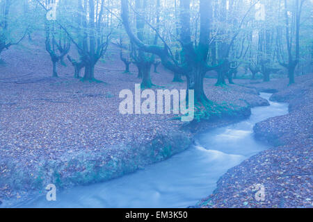 Otzarreta Buchenholz und Fluss. Gorbeia Naturpark. Biskaya, Baskisches Land, Spanien. Europa. Stockfoto