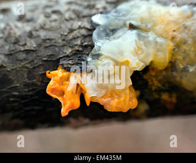 Tremella Mesenterica Trivialnamen sind gelbe Gehirn, goldene Gelee-Pilz, gelbe Trembler und Witches' Butter in Nahaufnahme Stockfoto