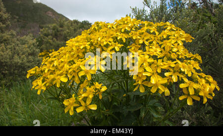 Gran Canaria, Caldera de Tejeda im Frühling Blüte Ranunculus cortusifolius Stockfoto