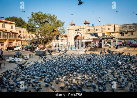 Stadtplatz in Jaipur, Rajasthan, wo Leute kommen, um Angebote zu den lokalen Tauben als Glücksbringer zu machen. Stockfoto