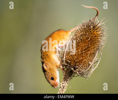 Eine kleine Ernte-Maus auf einer Distel-Kopf Stockfoto