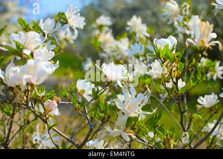 Weiße Magnolie Blumen blühen im Garten, Frühling Stockfoto