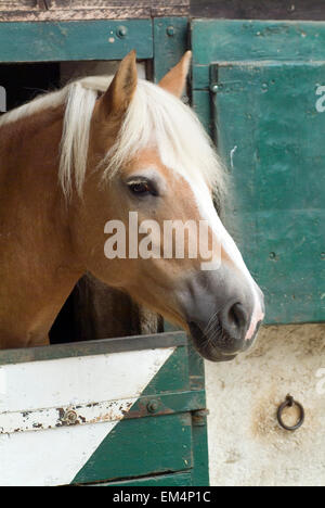 Pferd (Equus Ferus Caballus) aus seiner box Stockfoto