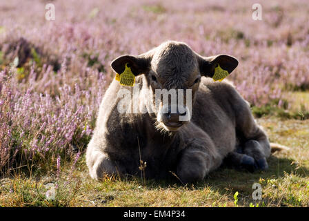 Kuh im New Forest, Dorset, Großbritannien, Europa Stockfoto