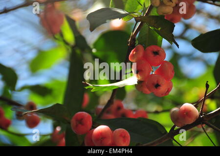 Natürlich leuchtende, lebendige Farben Stockfoto