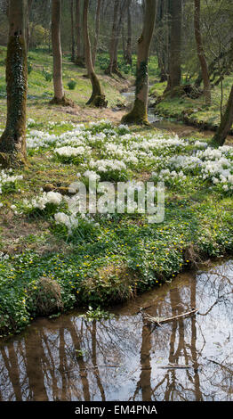 Scilla Siberica Alba. Sibirischer Blaustern in Evenley Holz Gärten, Evenley, Northamptonshire, UK Stockfoto