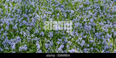 Scilla siberica. Sibirische blausterne in Evenley Holz Gärten, Evenley, Northamptonshire, England Stockfoto