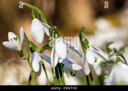 Nahaufnahme von Schneeglöckchen Galanthus Nivalis in einem Waldgebiet Stockfoto