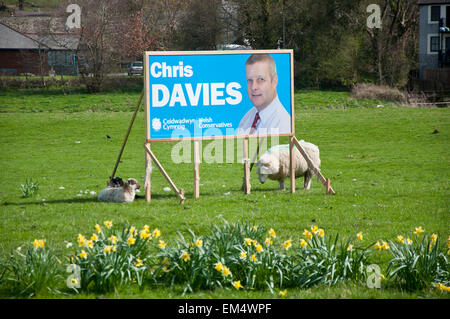 Builth Wells, Powys, UK. 15. April 2015. Ein Plakat für Chris Davies, der konservative Kandidat für Brecon und Radnorshire ist in einem Feld von Schafen gesehen. Bildnachweis: Graham M. Lawrence/Alamy Live-Nachrichten. Stockfoto