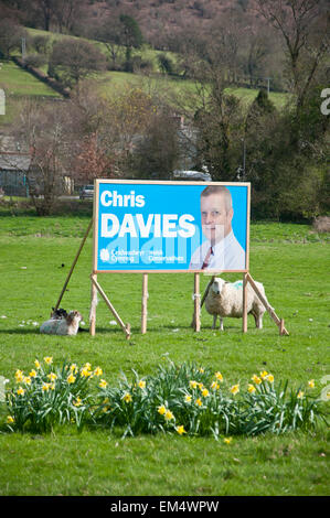 Builth Wells, Powys, UK. 15. April 2015. Ein Plakat für Chris Davies, der konservative Kandidat für Brecon und Radnorshire ist in einem Feld von Schafen gesehen. Bildnachweis: Graham M. Lawrence/Alamy Live-Nachrichten. Stockfoto