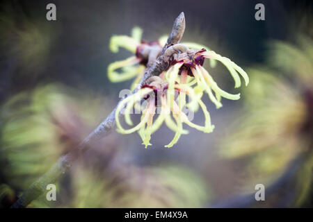 Hamamelis x intermedia "Primavera" Stockfoto