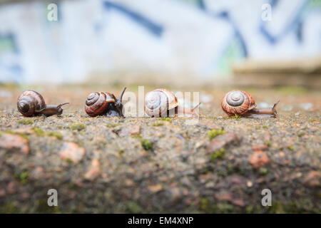 Gruppe von kleinen Schnecken, die in Zukunft Stockfoto