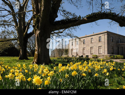 Arlington Court, North Devon sieht ein Bild mit der Feder Narzissen und historische Parklandschaft Bäume Stockfoto