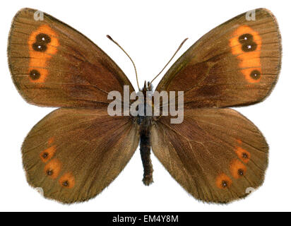 Scotch Argus Schmetterling (Erebia Aethiops) isoliert auf weißem Hintergrund Stockfoto