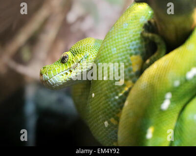 Grüne Python zusammengerollt auf einem Ast fotografiert hautnah Stockfoto