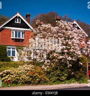 Landhaus mit Garten Magnolie Baum In voller Blüte In der Front Stockfoto
