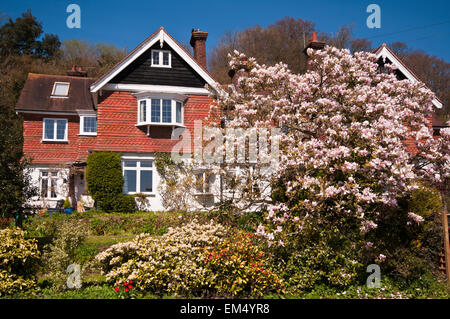 Landhaus mit Garten Magnolie Baum In voller Blüte In der Front Stockfoto