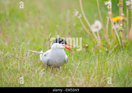 Küstenseeschwalbe (Sterna Paradisaea) sitzen auf Boden mit Rasen, Island Stockfoto