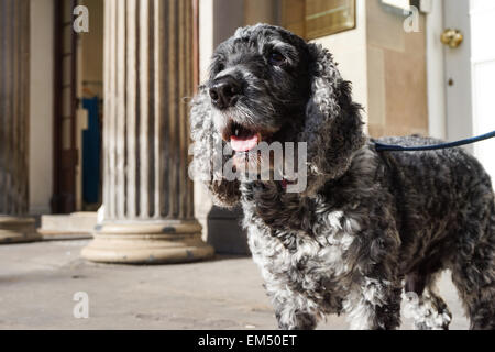 Cocker Spaniel Hund gefesselt außen Shop, edinburgh Stockfoto