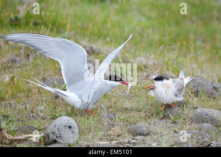 Küstenseeschwalbe (Sterna Paradisaea) Huhn essen, fordern, während die Erwachsenen es Island Fütterung ist Stockfoto