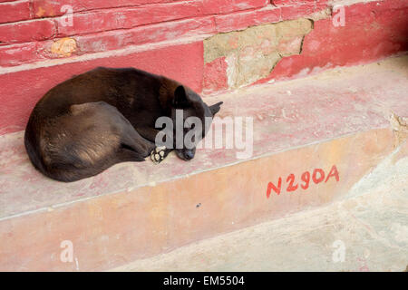 Schlafender Hund in den Straßen von Kathmandu Stockfoto