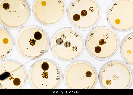 Wachsende Bakterien in Petrischalen. Stockfoto