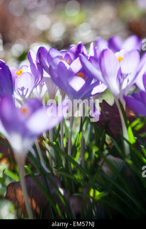 Crocus Tommasinianus 'Whitewell Purple' Stockfoto