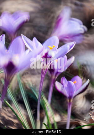 Crocus Zip mit Spirale bokeh Stockfoto