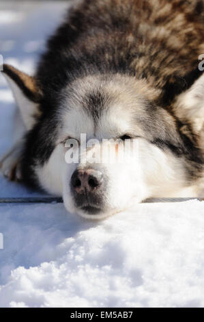 Alaskan Malamute ruht im Schnee. Stockfoto