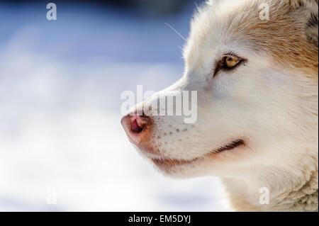 Rot-weißer Siberian Husky Schlittenhund Porträt. Stockfoto