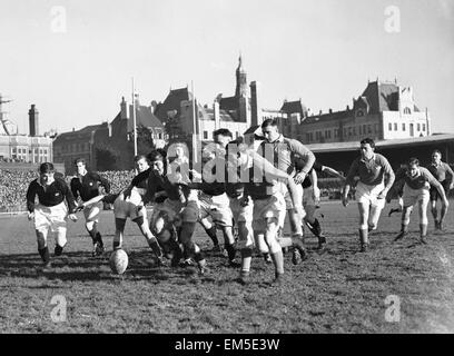 Wales V Spiel Schottland Five Nations Rugby Meisterschaft Wales auf den Angriff während ihrer fünf Nationen gegen Schottland in Cardiff Arms Park. Das Endergebnis war 11-0 Wales wer fortfuhr, um die Meisterschaft von einem Grand Slam zu gewinnen. 2. Februar 1952 Stockfoto