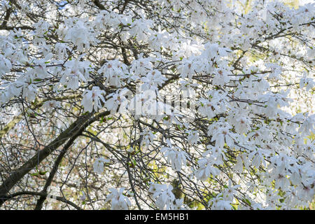 Weiße Magnolie Blüte Magnolia stellata Stockfoto