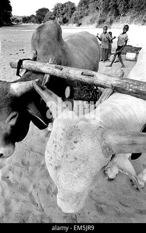 Kenia (und genauer gesagt Ikutha) zeichnet zeichnet sich durch lange Zeiten der Dürre und Mangel an Bäche fließen. das Mädchen Stockfoto