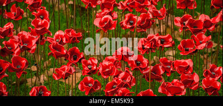 Eine Nahaufnahme der Keramik Mohnblumen am Tower of London, UK. Stockfoto