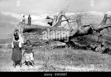 Zwei Kinder spielen im ländlichen Kenia. Ikutha, Kitui, Kenia. Ein Baobab-Baum gefallen. Bekannt als "The Tree Of Life", ist der Baobab ein Symbol Stockfoto