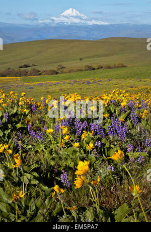 WASHINGTON - Mount Hood aus Balsamwurzel und Lupine bedeckt Wiesen des Dalles Mountain Ranch Bereich des Columbia Hilss State Park. Stockfoto