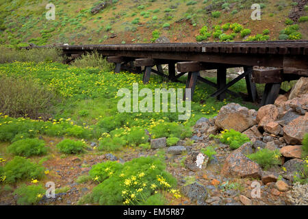 WASHINGTON - eine Eisenbahn Typ Bock über trocken, Wüste Petersilie bedeckt Bachbett in Swale Canyon entlang des Klickitat Trail. Stockfoto