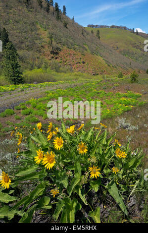 WA10325-00... WASHINGTON - Balsamwurzel und Wüste Petersilie blüht am Wegesrand Klickitat am oberen Ende des Swale Canyon. Stockfoto