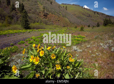 WA10326-00... WASHINGTON - Balsamwurzel und Wüste Petersilie blüht am Wegesrand Klickitat am oberen Ende des Swale Canyon. Stockfoto