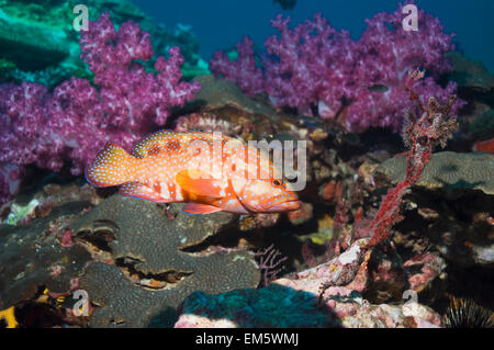 Korallen Hind (Cephalopholis Miniata) am Korallenriff mit Weichkorallen.  Andamanensee, Thailand. Stockfoto