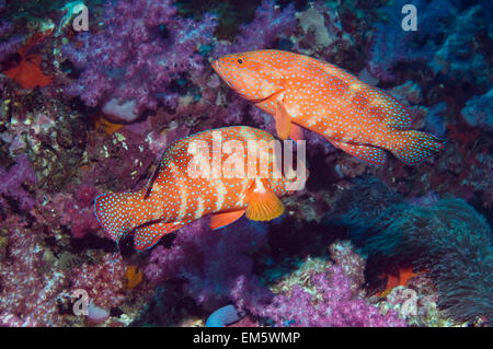 Korallen Hinds (Cephalopholis Miniata) interagieren.  Andamanensee, Thailand. Stockfoto