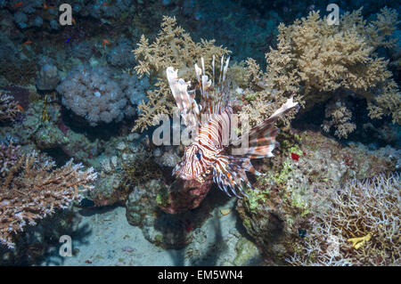 Gemeinsamen Rotfeuerfisch oder Teufel Feuerfisch (Pterois Meilen).  Oft verwechselt mit roten Rotfeuerfisch (Pterois Volitans).  Rotes Meer endemisch. Stockfoto