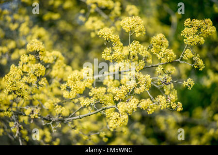 Cornelian Cherry Blossom Cornus mas Stockfoto