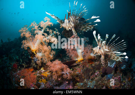 Rote Rotfeuerfische oder Turkeyfish (Pterois Volitans) über Korallenriff mit Weichkorallen (Dendronephthya sp.).  Indonesien. Stockfoto