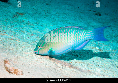 Greenband oder das Rote Meer Papageienfisch (Scarus Collana) Surfen auf faserigen Algen wachsen auf Sand.  Ägypten, Rotes Meer. Stockfoto