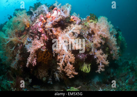 Baum-Koralle (Scleronephthya sp).  Rinca, Komodo National Park, Indonesien.  (Digitale Erfassung). Stockfoto